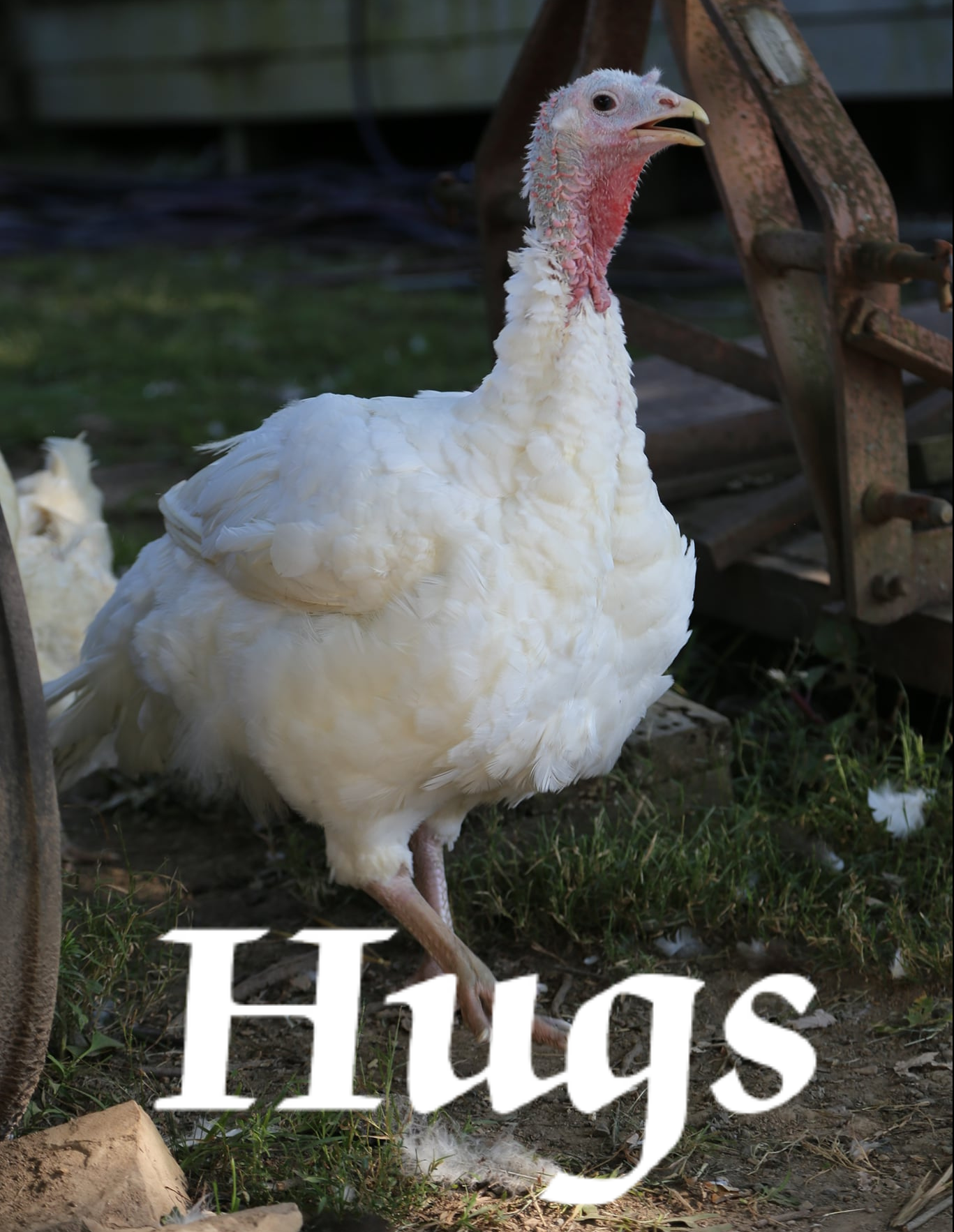 Turkeys Hugging Turkeys – Peaceful Fields Sanctuary
